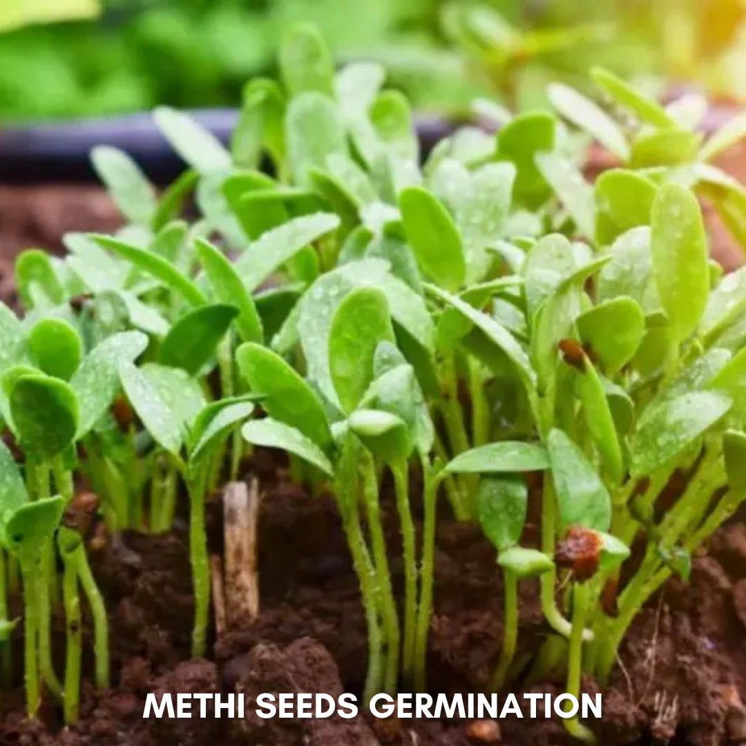 Green Paradise® Methi Seeds Pack - Image 4