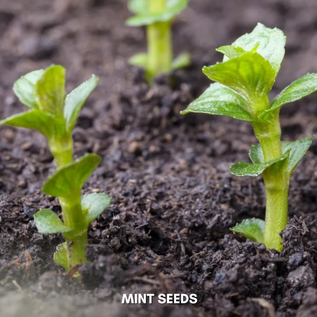 Green Paradise® Mint IMP. (Herbs) Seeds Pack - Image 3