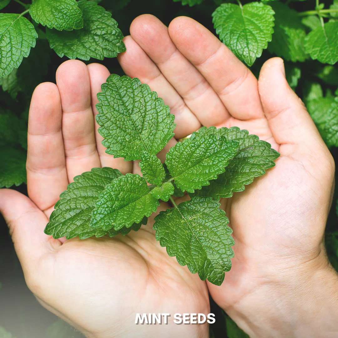 Green Paradise® Mint IMP. (Herbs) Seeds Pack - Image 4
