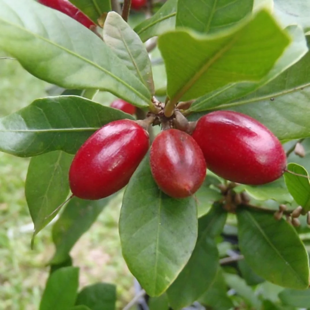 Green Paradise® Miracle Fruit Live Plant - Image 2