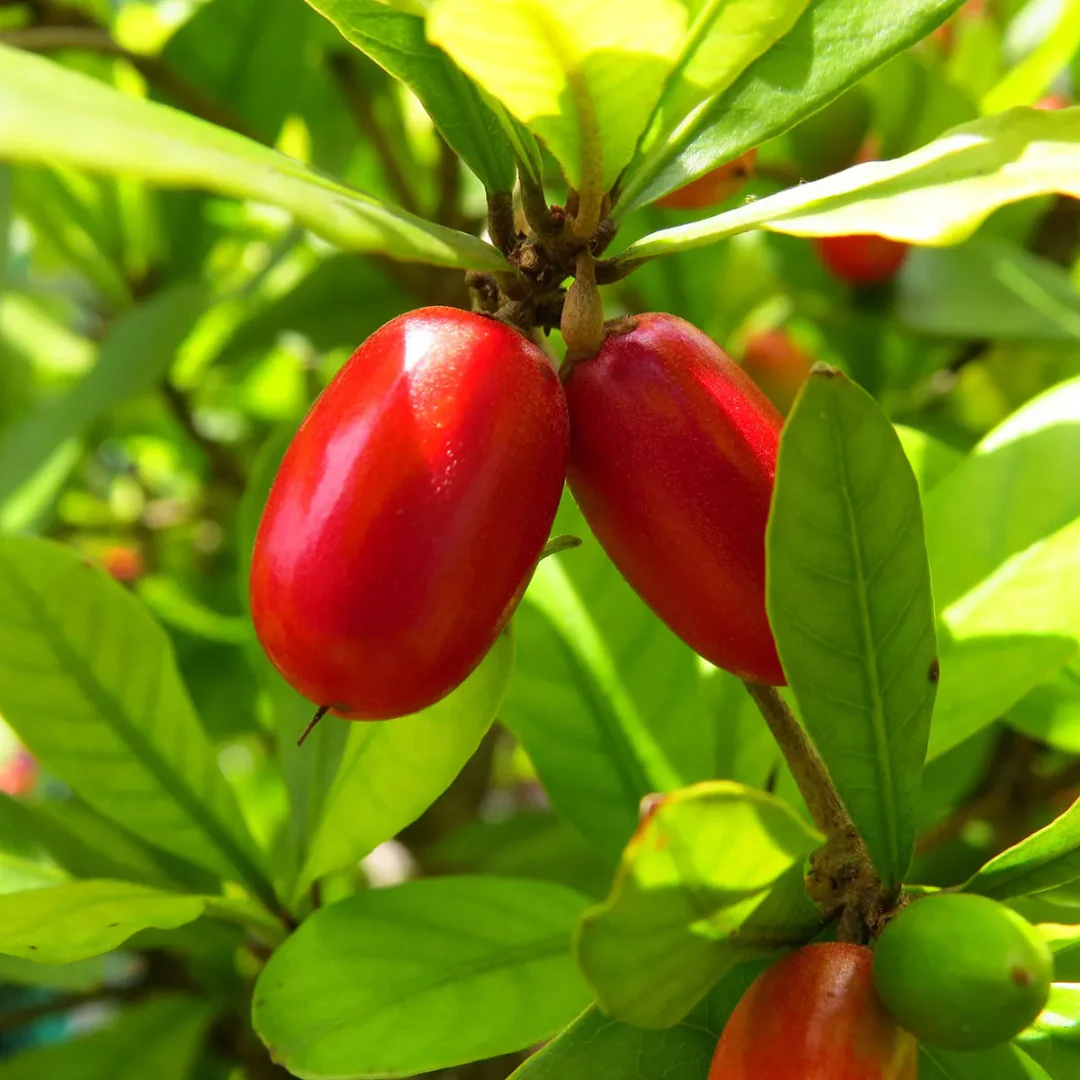 Green Paradise® Miracle Fruit Live Plant - Image 3