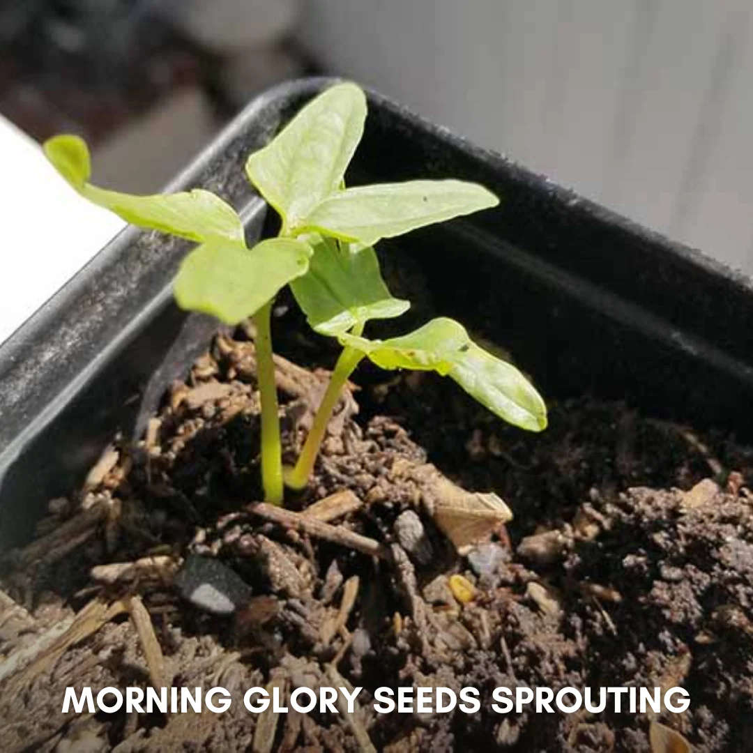 Green Paradise® Morning Glory (Improved) Seeds Pack - Image 3