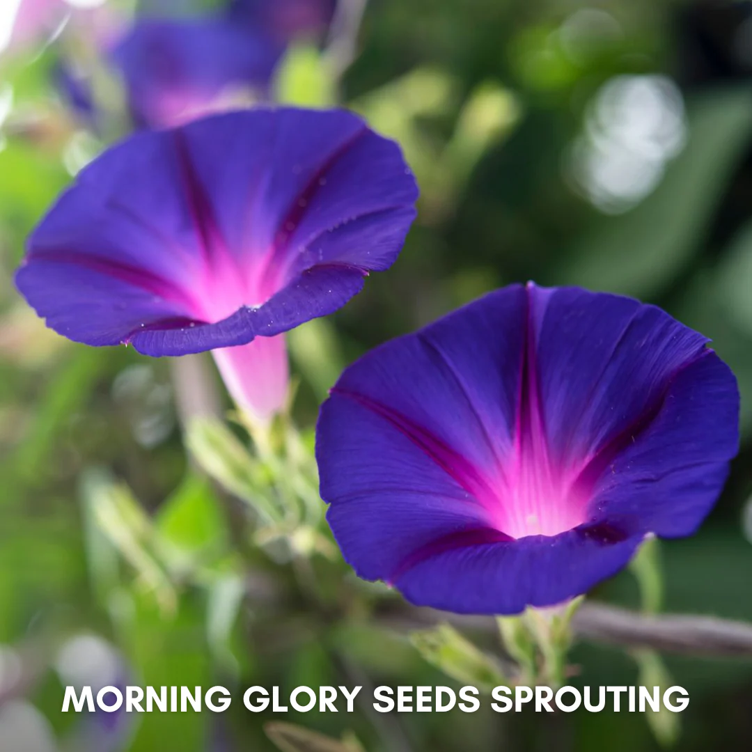 Green Paradise® Morning Glory (Improved) Seeds Pack - Image 4