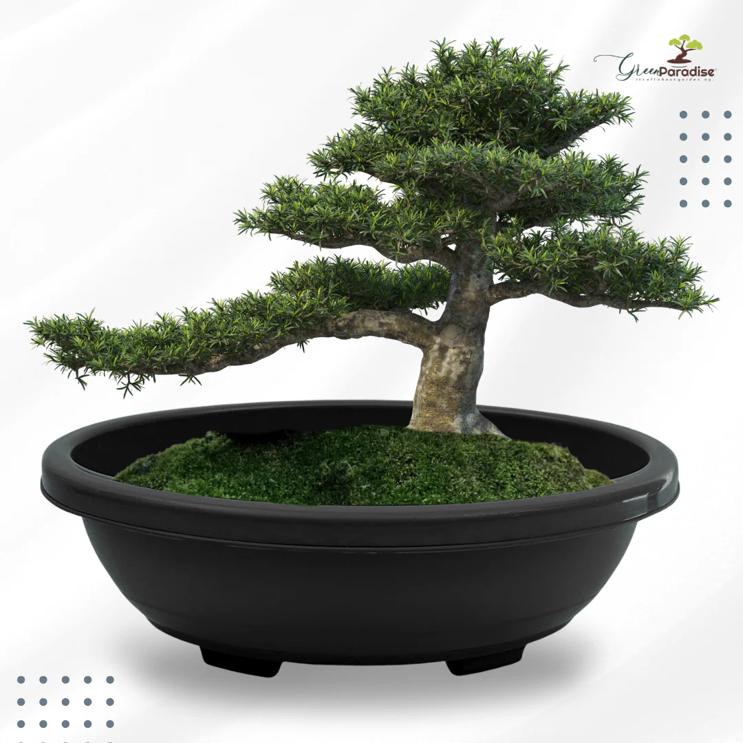 Green Paradise® Oval Bonsai Pots Premium Plastic Pot Durable & Long Lasting Pot - Image 10