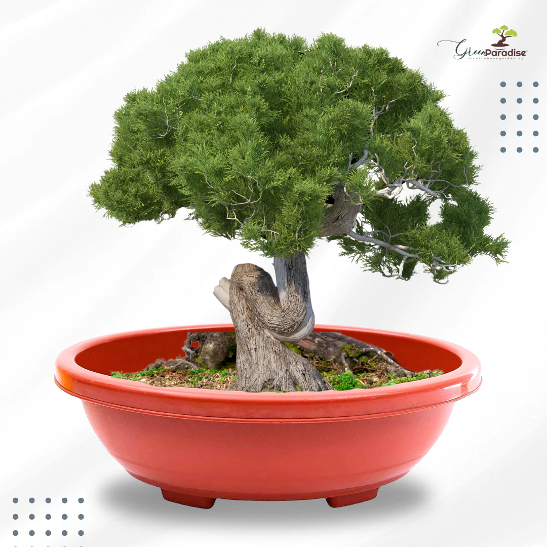 Green Paradise® Oval Bonsai Pots Premium Plastic Pot Durable & Long Lasting Pot - Image 6