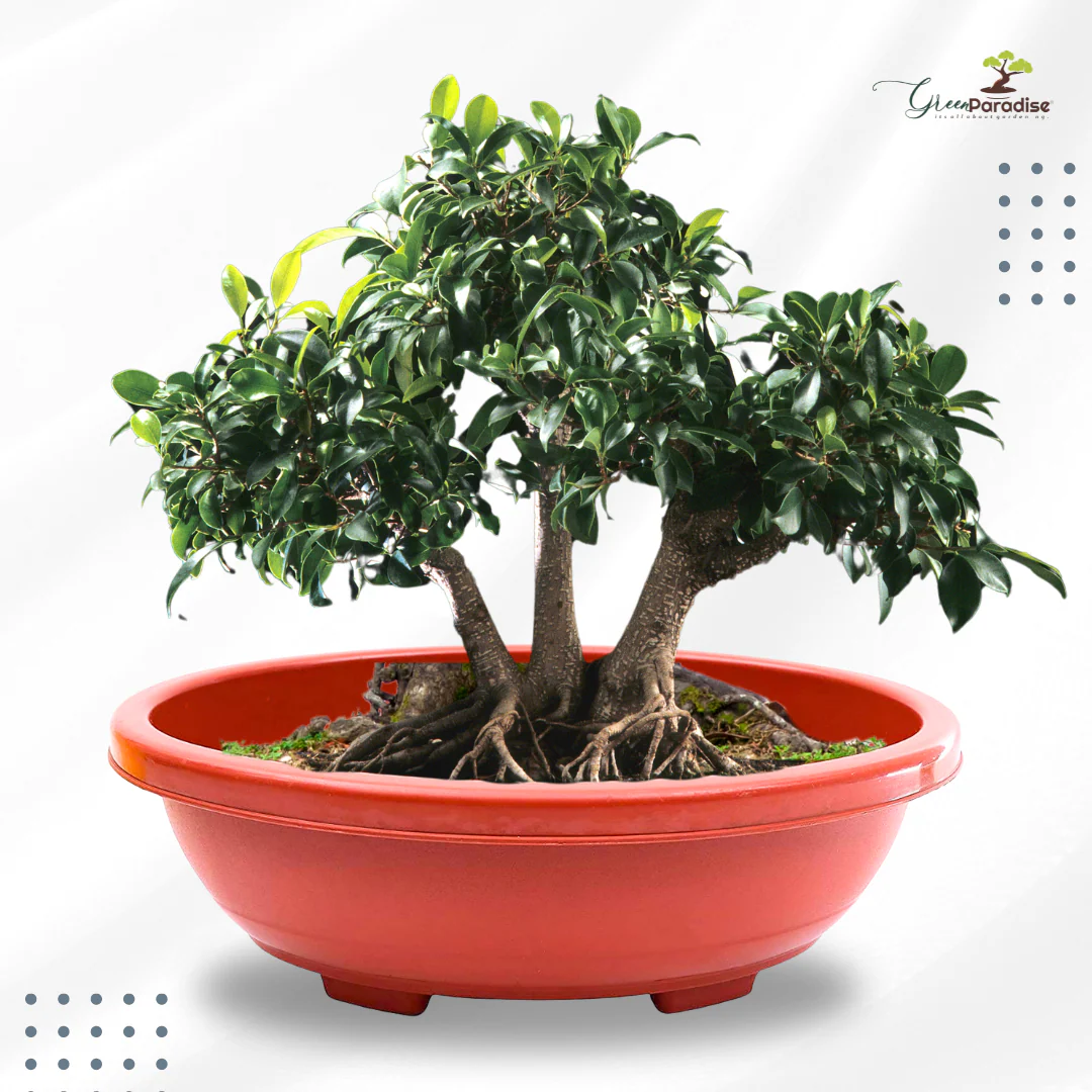 Green Paradise® Oval Bonsai Pots Premium Plastic Pot Durable & Long Lasting Pot - Image 7