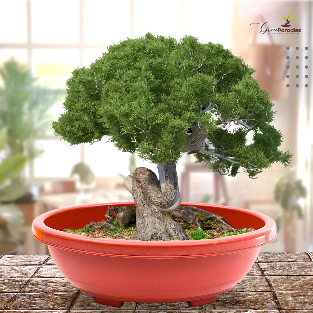 Green Paradise® Oval Bonsai Pots Premium Plastic Pot Durable & Long Lasting Pot - Image 8