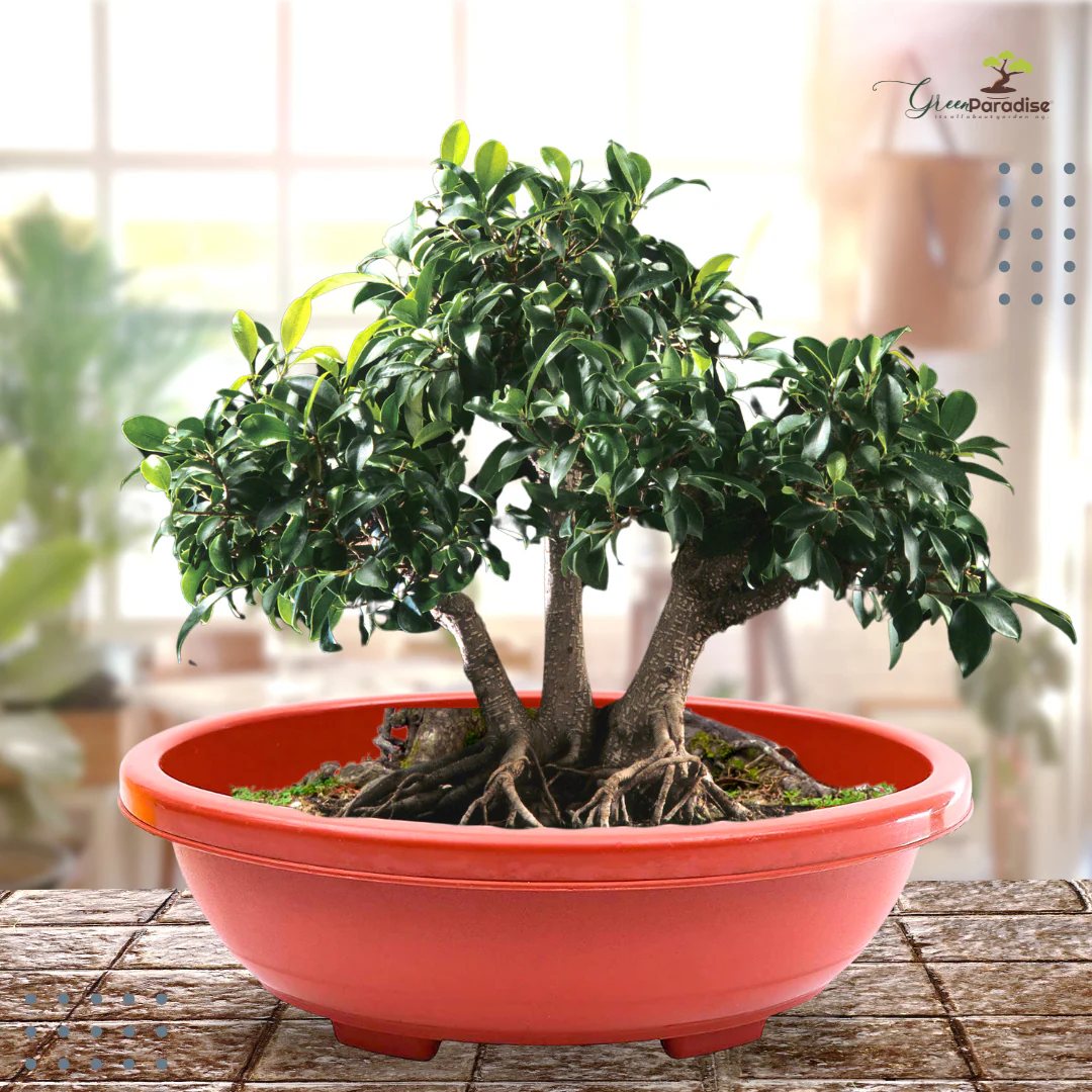 Green Paradise® Oval Bonsai Pots Premium Plastic Pot Durable & Long Lasting Pot - Image 9