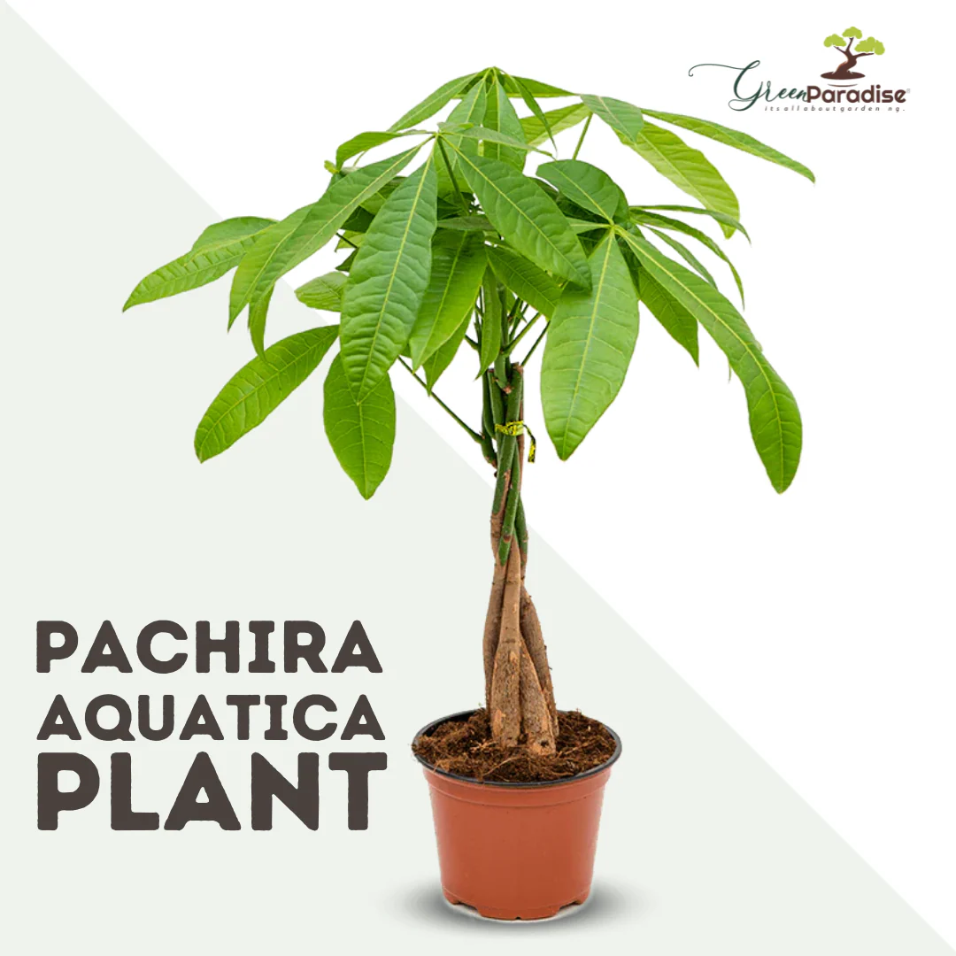 Green Paradise® Pachira Aquatica Braided Indoor Bonsai Money Plant For Feng Shui Good Fortune Vastu Plant With Glossy Pot