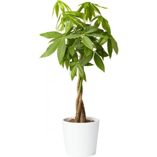 Green Paradise® Pachira Aquatica Braided Indoor Bonsai Money Plant For Feng Shui Good Fortune Vastu Plant With Glossy Pot - Image 2