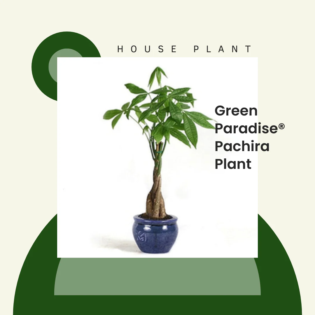 Green Paradise® Pachira Aquatica Braided Indoor Bonsai Money Plant For Feng Shui Good Fortune Vastu Plant With Glossy Pot - Image 3