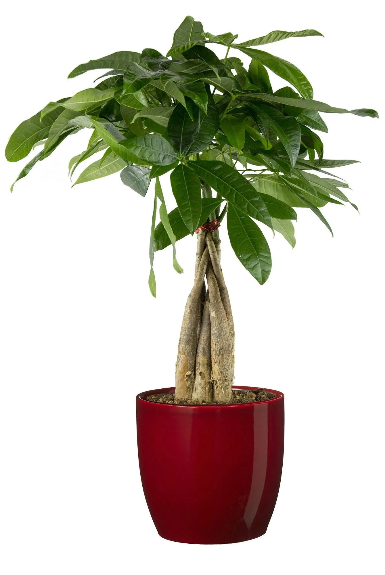 Green Paradise® Pachira Aquatica Braided Indoor Bonsai Money Plant For Feng Shui Good Fortune Vastu Plant With Glossy Pot - Image 4
