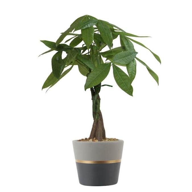 Green Paradise® Pachira Aquatica Braided Indoor Bonsai Money Plant For Feng Shui Good Fortune Vastu Plant With Glossy Pot - Image 5