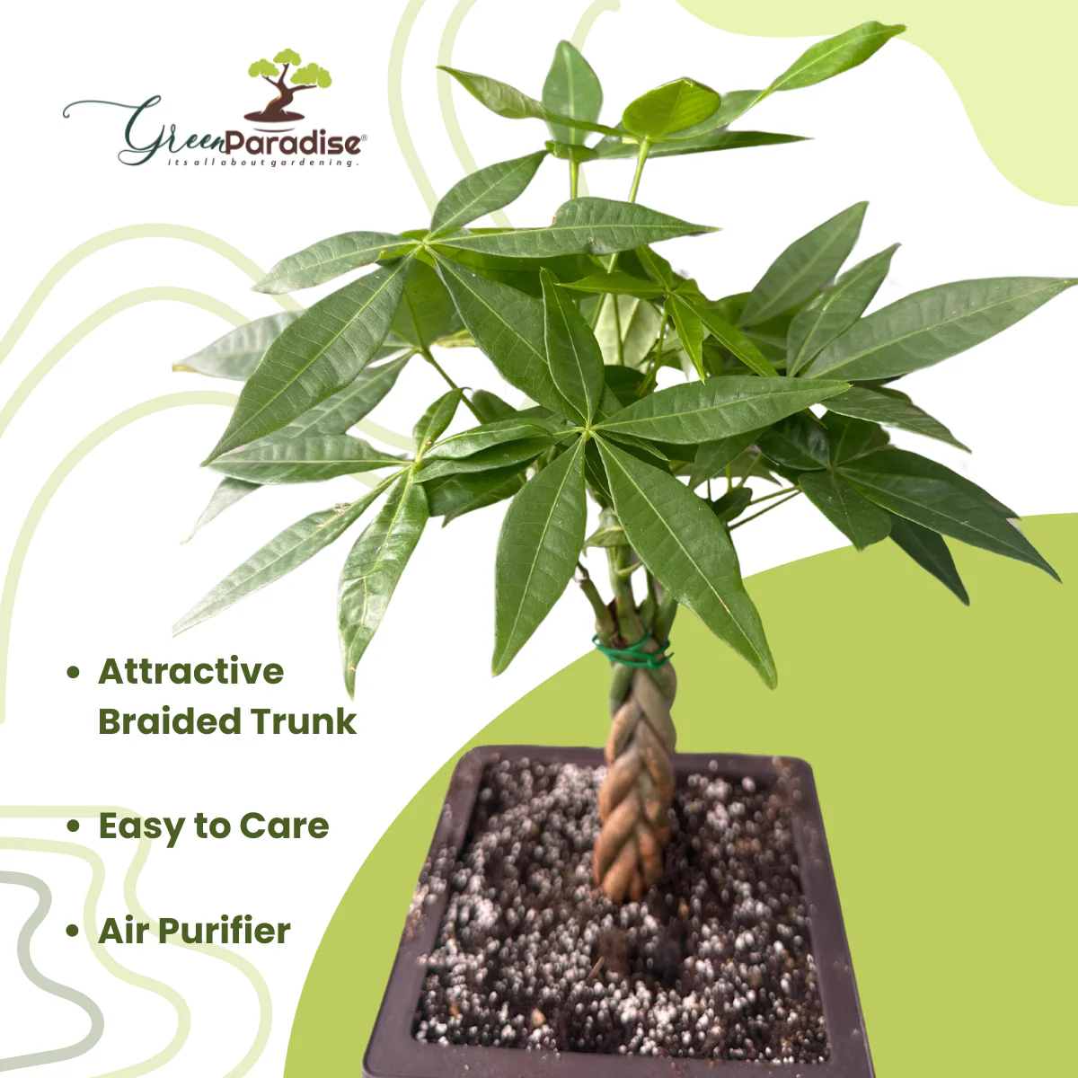 Green Paradise® Pachira Aquatica Braided Indoor Bonsai Money Plant - Image 2