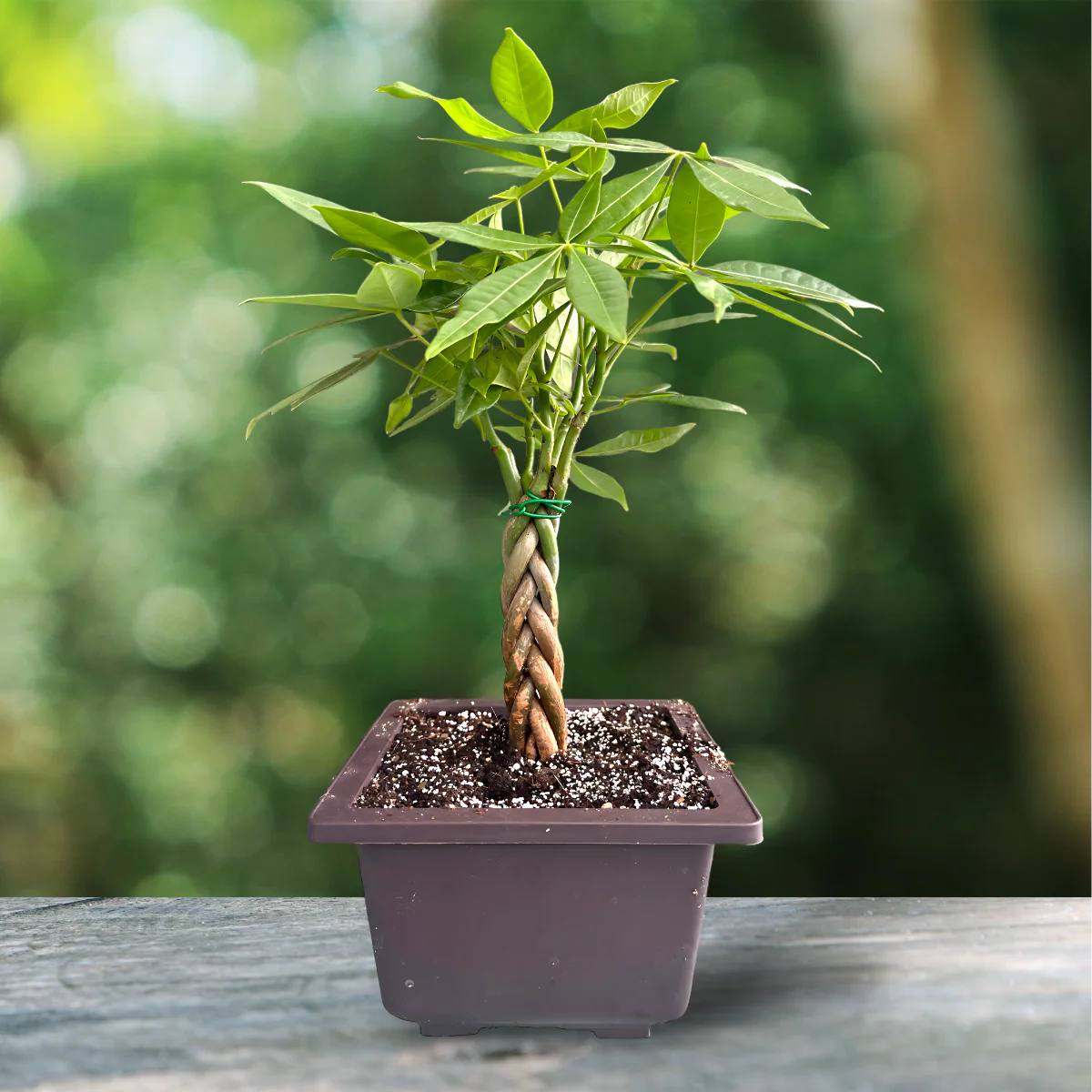 Green Paradise® Pachira Aquatica Braided Indoor Bonsai Money Plant - Image 3