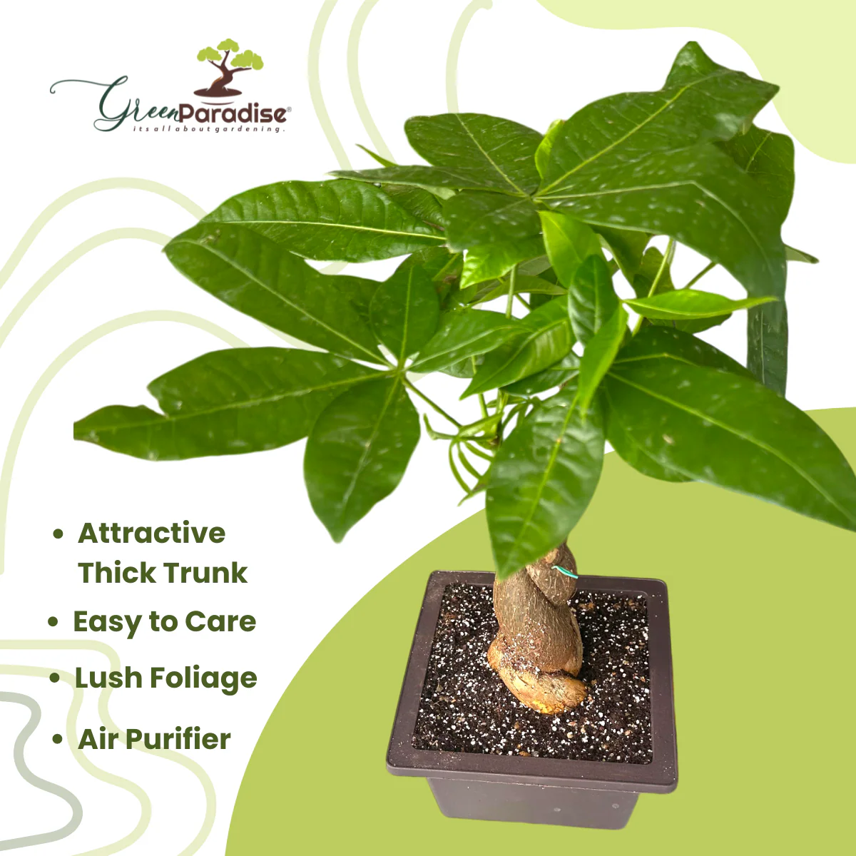 Green Paradise® Pachira Braided Indoor Bonsai Money Plant - Image 2