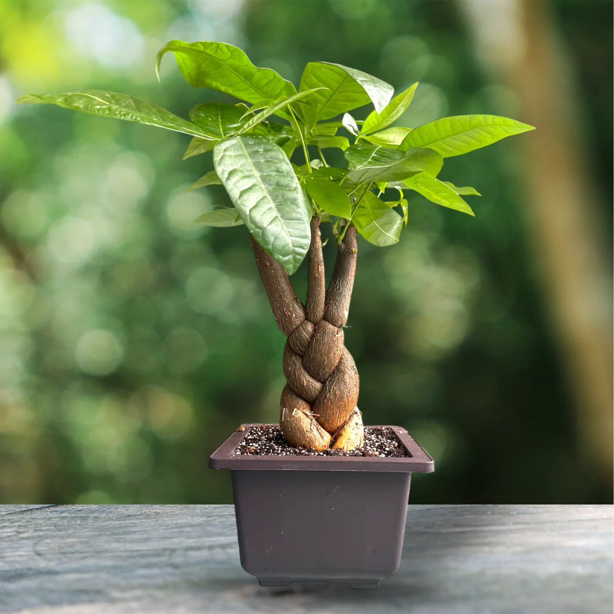 Green Paradise® Pachira Braided Indoor Bonsai Money Plant - Image 3