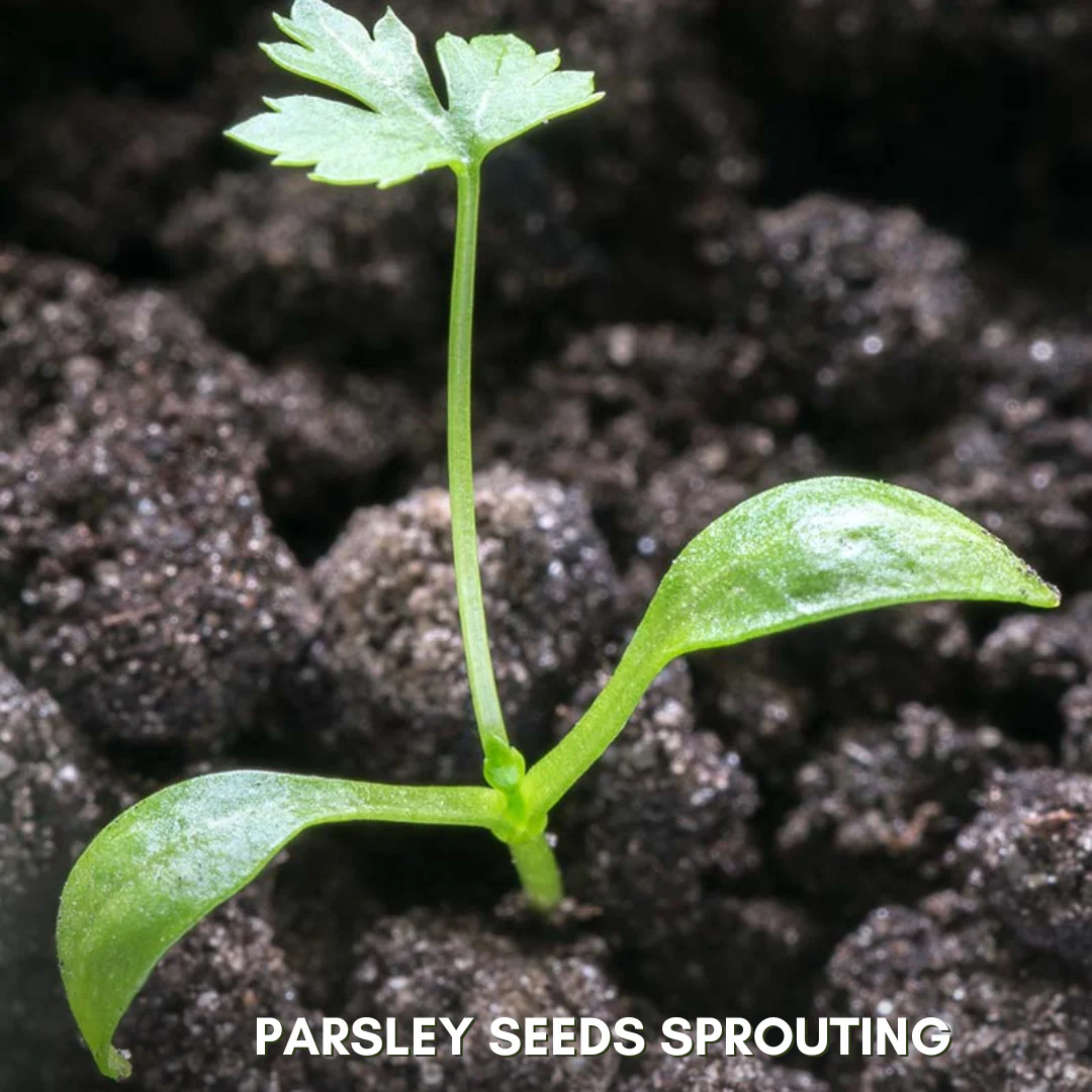 Green Paradise® Parsley IMP Seeds Pack - Image 3