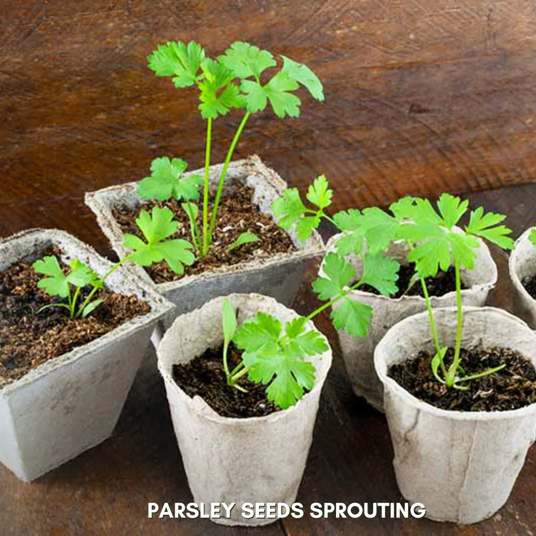 Green Paradise® Parsley IMP Seeds Pack - Image 4