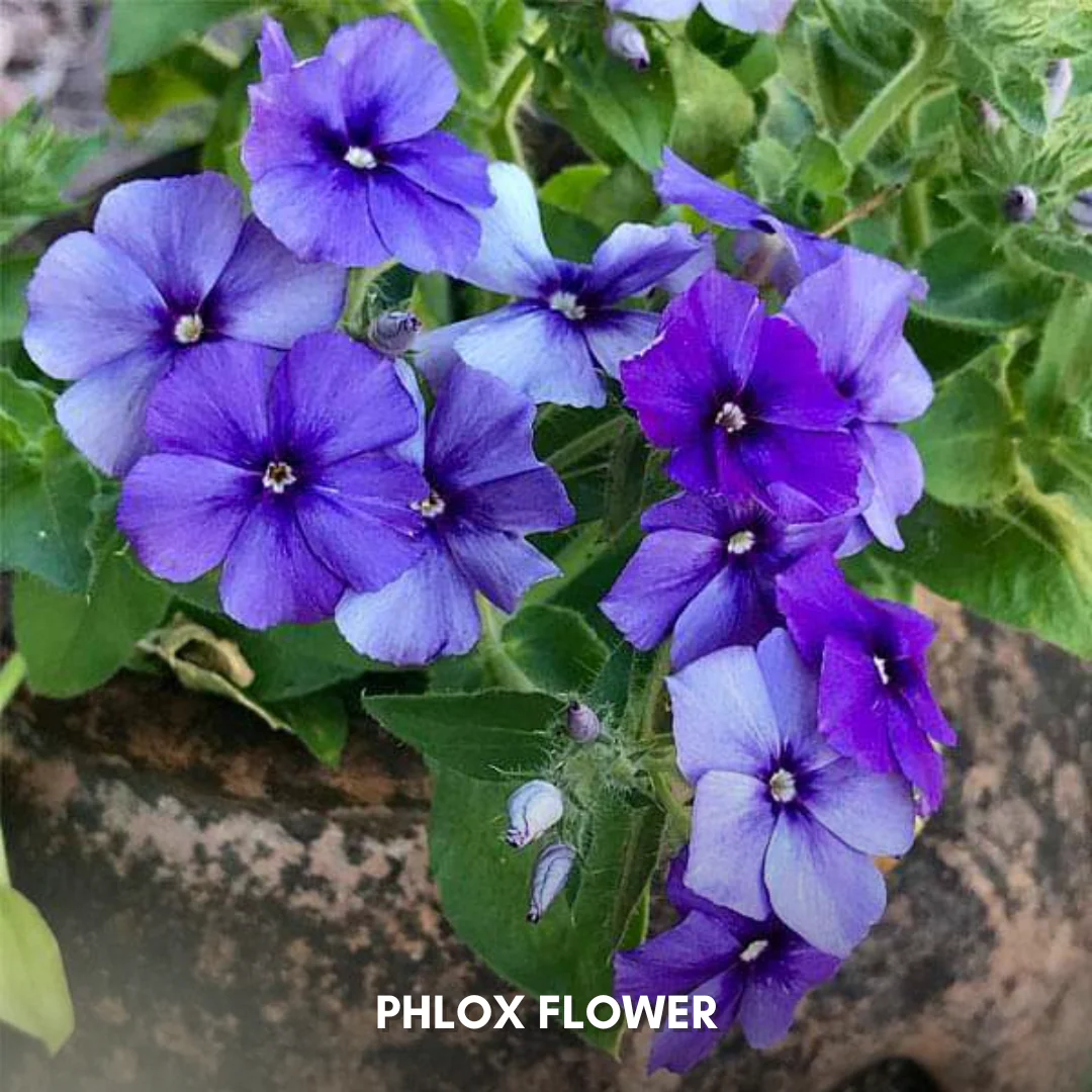 Green Paradise® Phlox Flower (Improved) Seeds Pack - Image 4