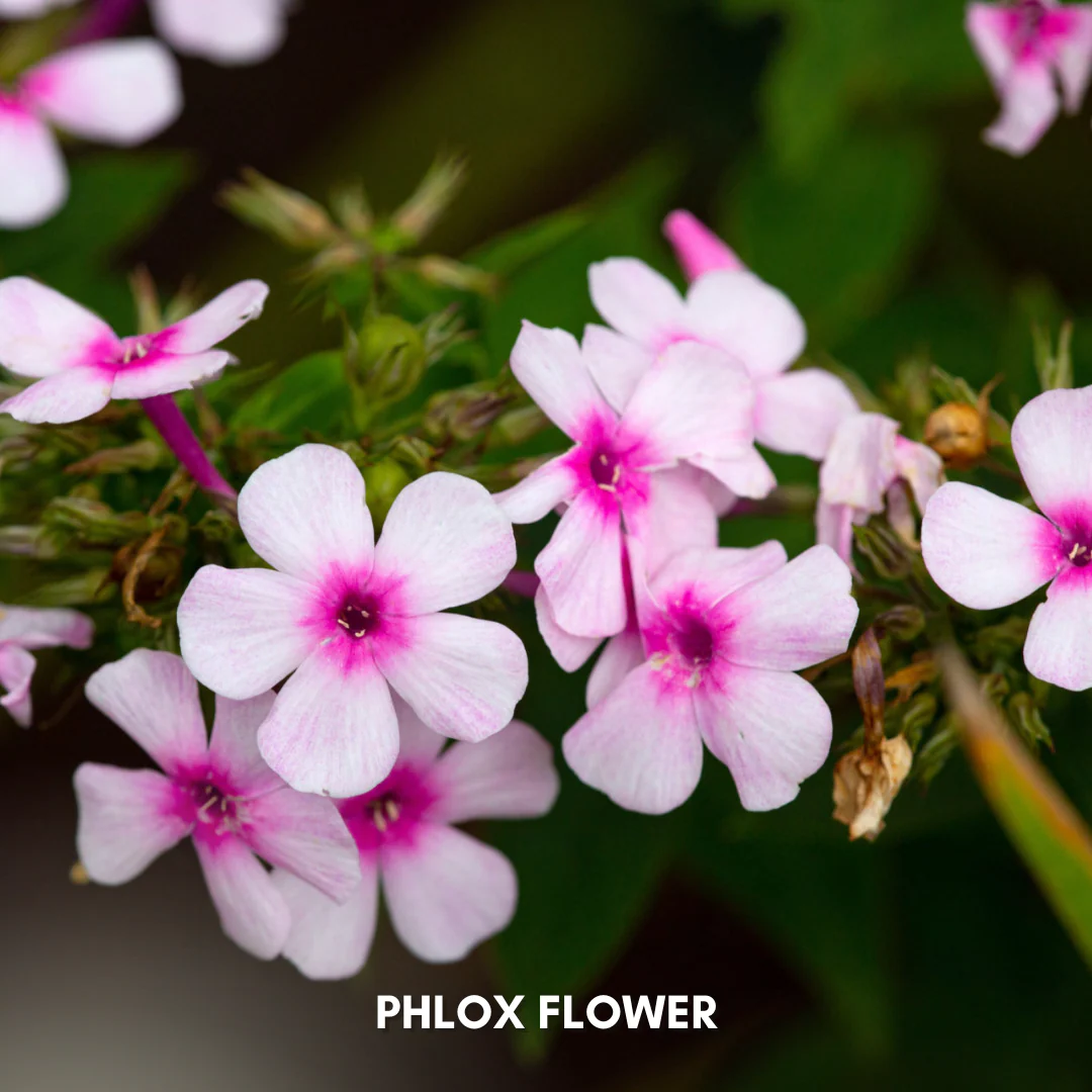 Green Paradise® Phlox Flower (Improved) Seeds Pack - Image 5