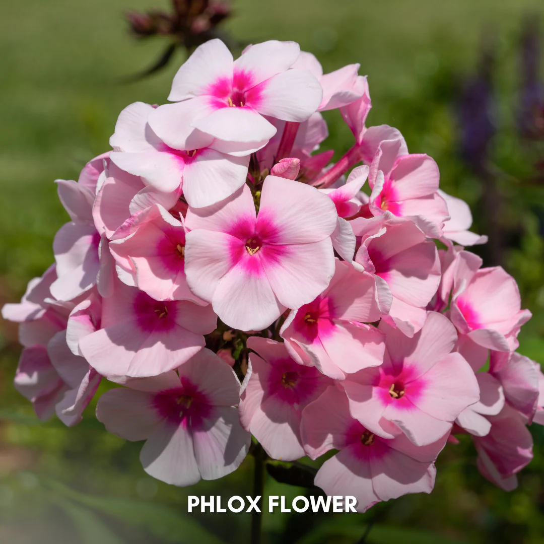 Green Paradise® Phlox Flower (Improved) Seeds Pack - Image 6
