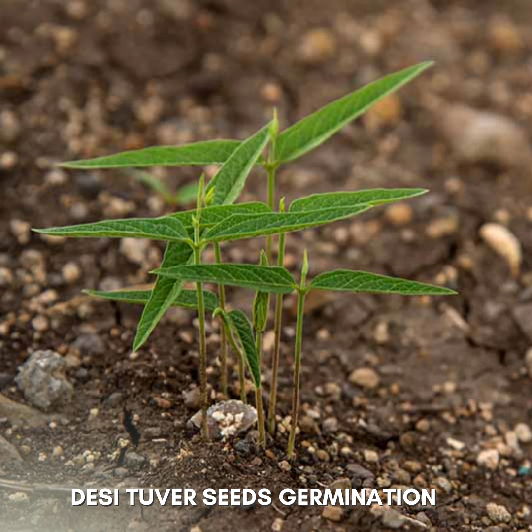 Green Paradise® Pigeon peas (Desi tuver) Seeds Pack - Image 3
