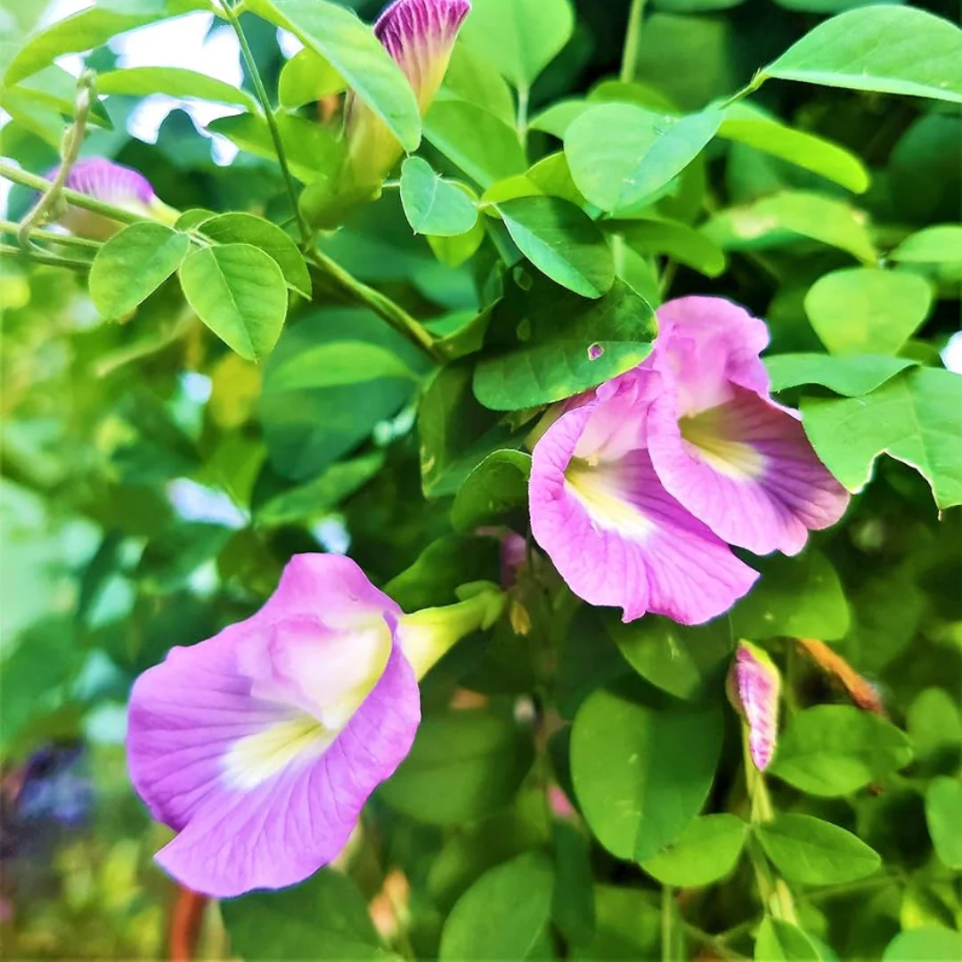 Green Paradise® Pink Aparajita Plant The Elegant Climbing Beauty for Your Garden - Image 2