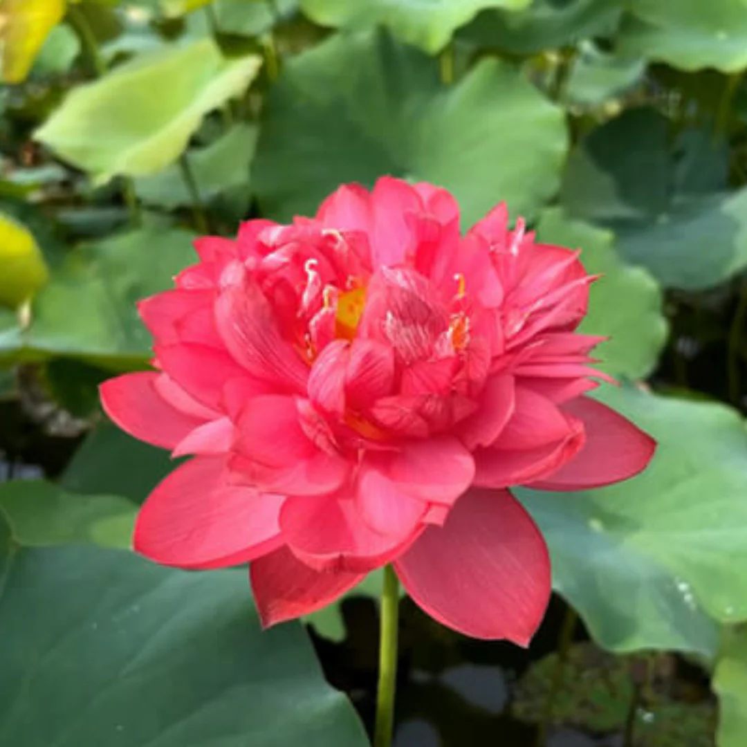 Green Paradise® Pink Lotus Tuber for Pond & Water Gardens – Healthy, Ready to Grow Aquatic Flower Plant Bulb (Pack of 3) - Image 3