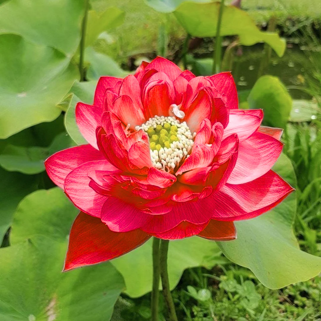 Green Paradise® Pink Lotus Tuber for Pond & Water Gardens – Healthy, Ready to Grow Aquatic Flower Plant Bulb (Pack of 3) - Image 4