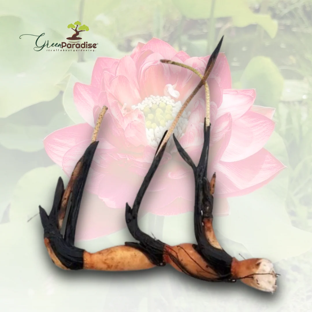 Green Paradise® Pink Lotus Tuber for Pond & Water Gardens – Healthy, Ready to Grow Aquatic Flower Plant Bulb (Pack of 3) - Image 5