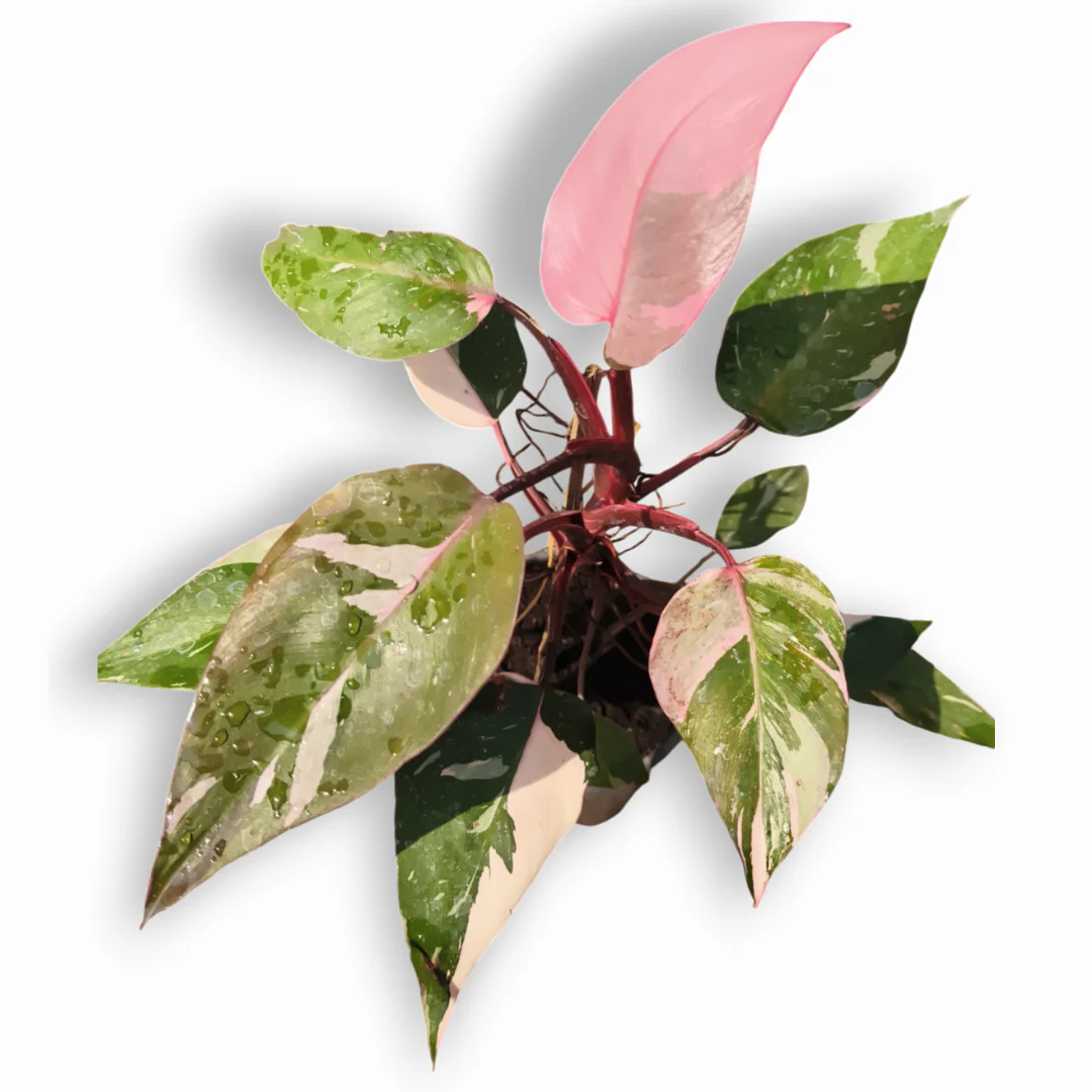 Green Paradise® Pink Philodendron Princess (Pink Money Plant) Live Plant - Image 2