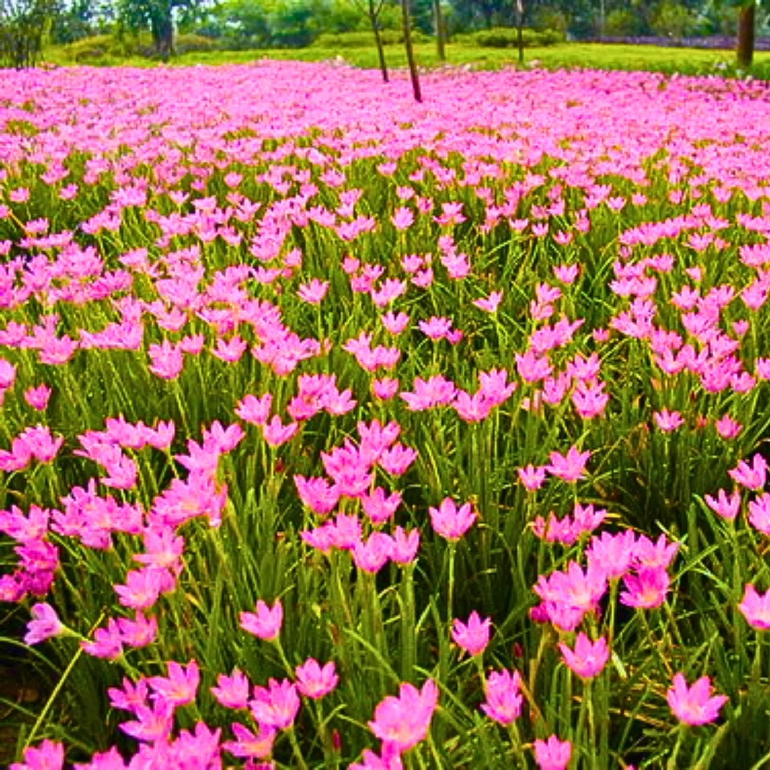 Green Paradise® Pink Rainlily (Zephyranthes candida) Bulbs (set of 5 Bulbs) - Image 3