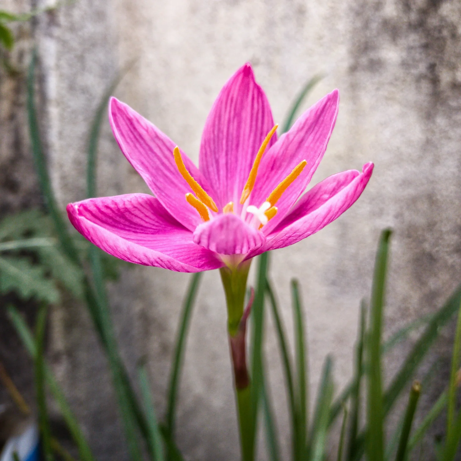 Green Paradise® Pink Rainlily (Zephyranthes candida) Bulbs (set of 5 Bulbs) - Image 4