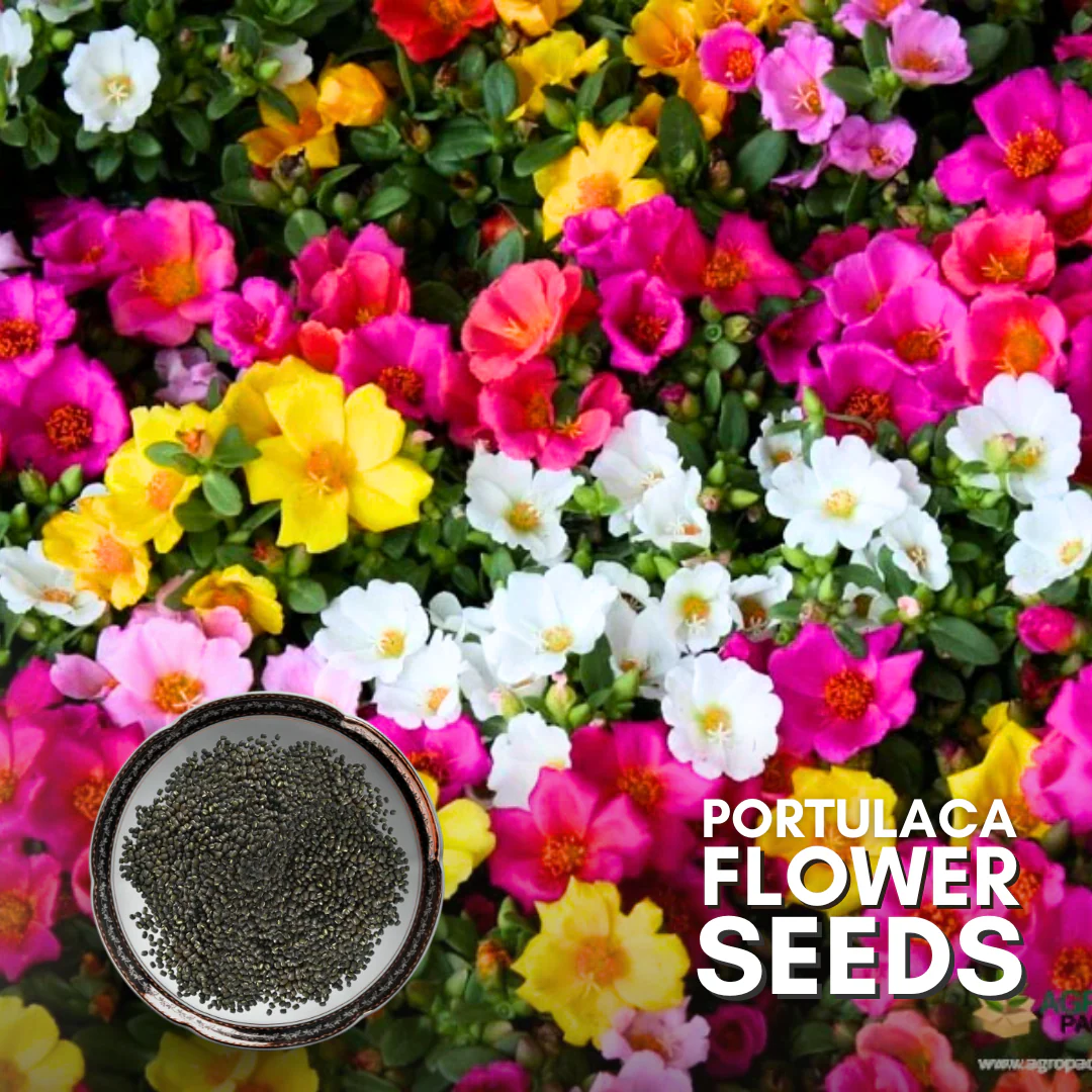 Green Paradise® Portulaca Hybrid Seeds Pack