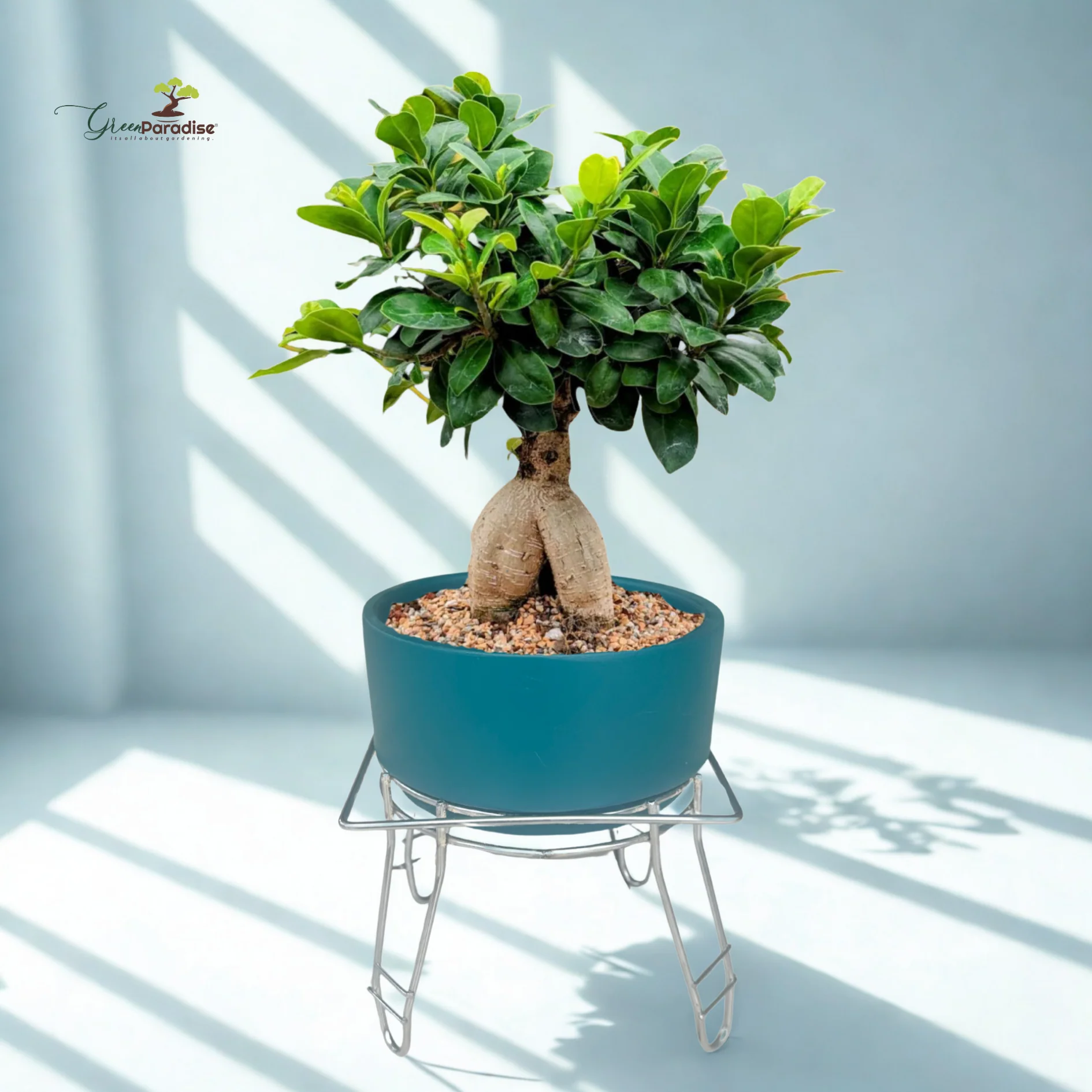 Green Paradise® Premium Bonsai Clay Pot with Stainless Steel Metal Stand – Planter for Healthy Bonsai Growth - Image 8