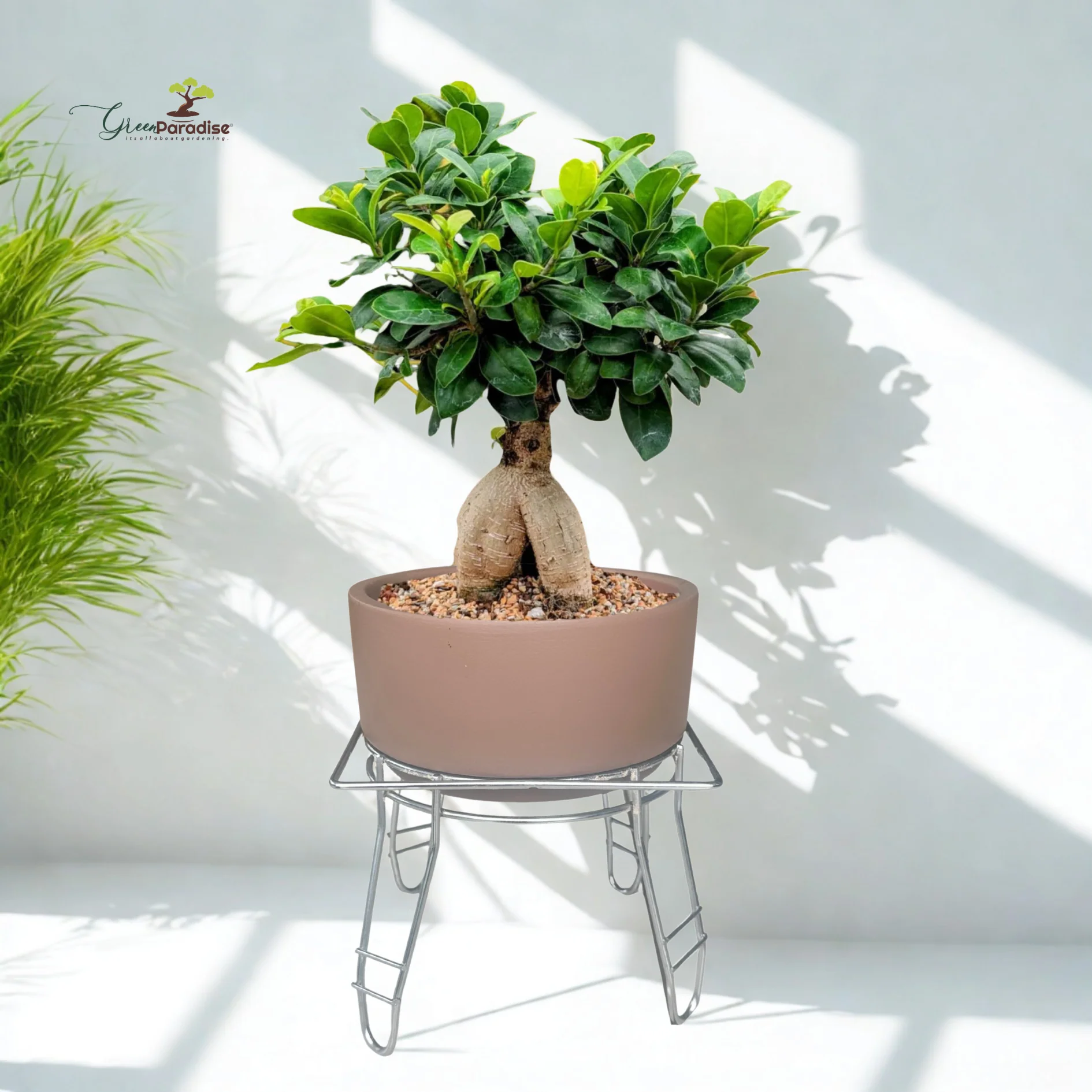 Green Paradise® Premium Bonsai Clay Pot with Stainless Steel Metal Stand – Planter for Healthy Bonsai Growth - Image 9