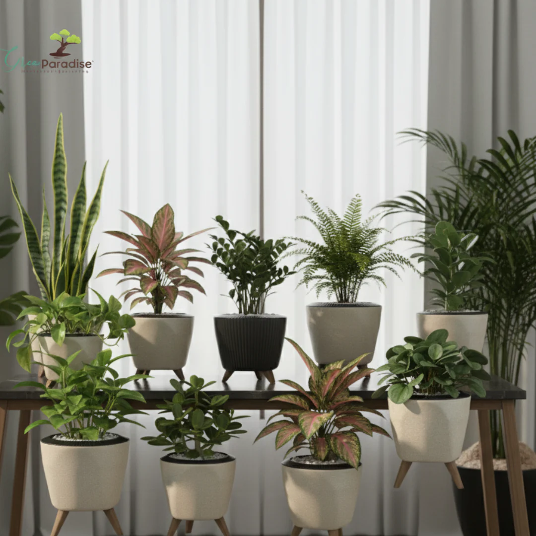 Green Paradise® Premium Plastic Pot Durable & Lightweight Planters - Image 9