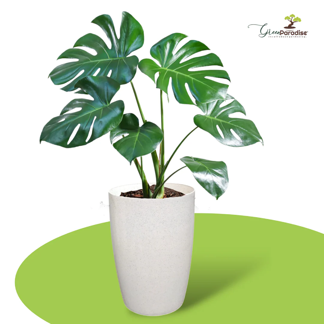 Green Paradise® Premium Plastic Pots Durable, Stylish & Lightweight Planters for Home & Garden - Image 4