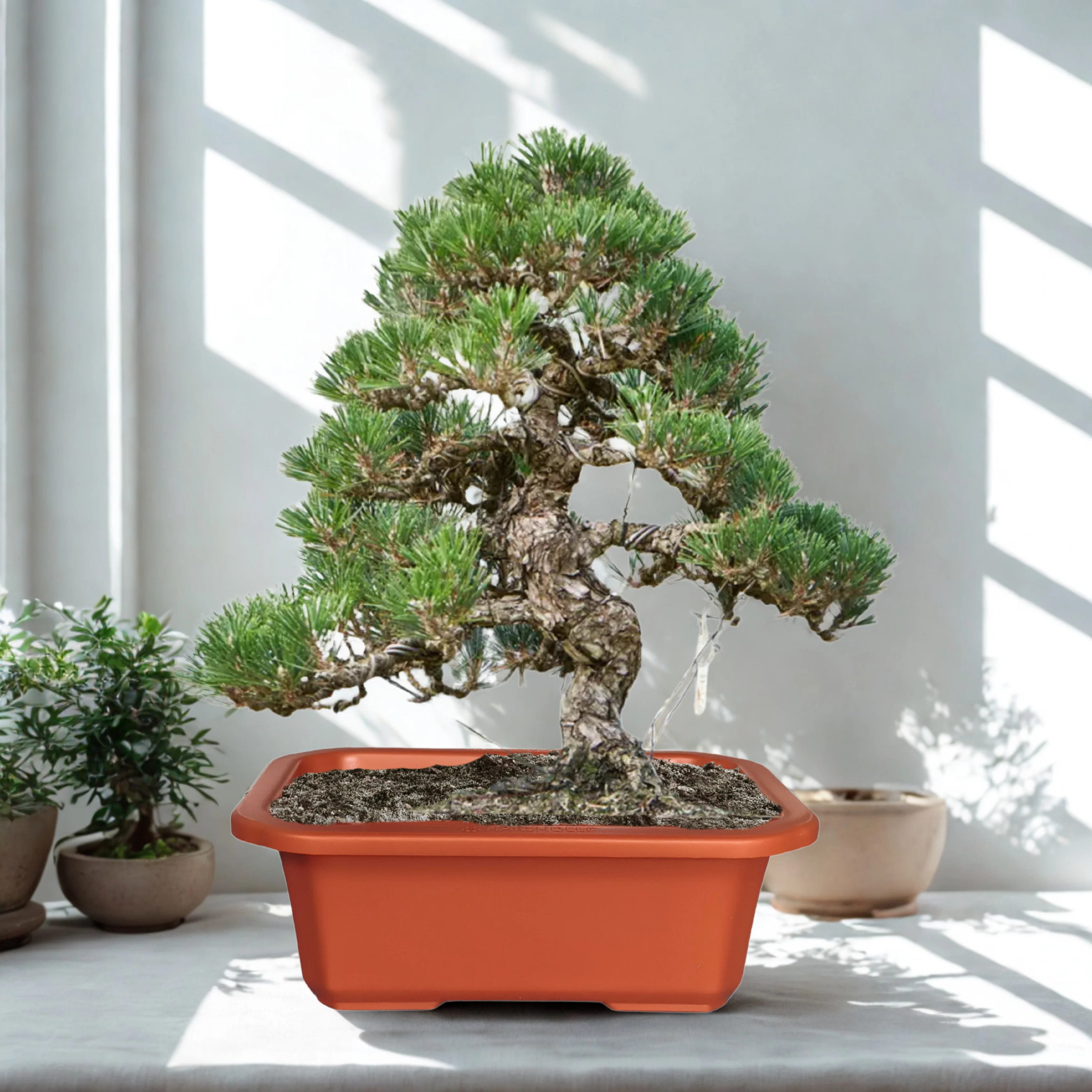 Green Paradise® Premium Rectangular Bonsai Pot Durable Plastic 28cm pot - Image 4