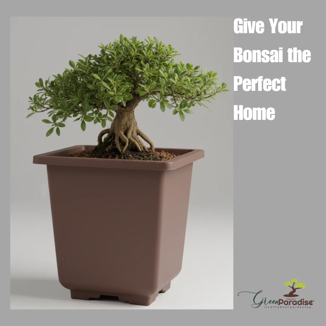 Green Paradise® Bonsai Training Pots plastic pots Tall Square bonsai pots purple clay color Plastic Bonsai Pots - Image 13