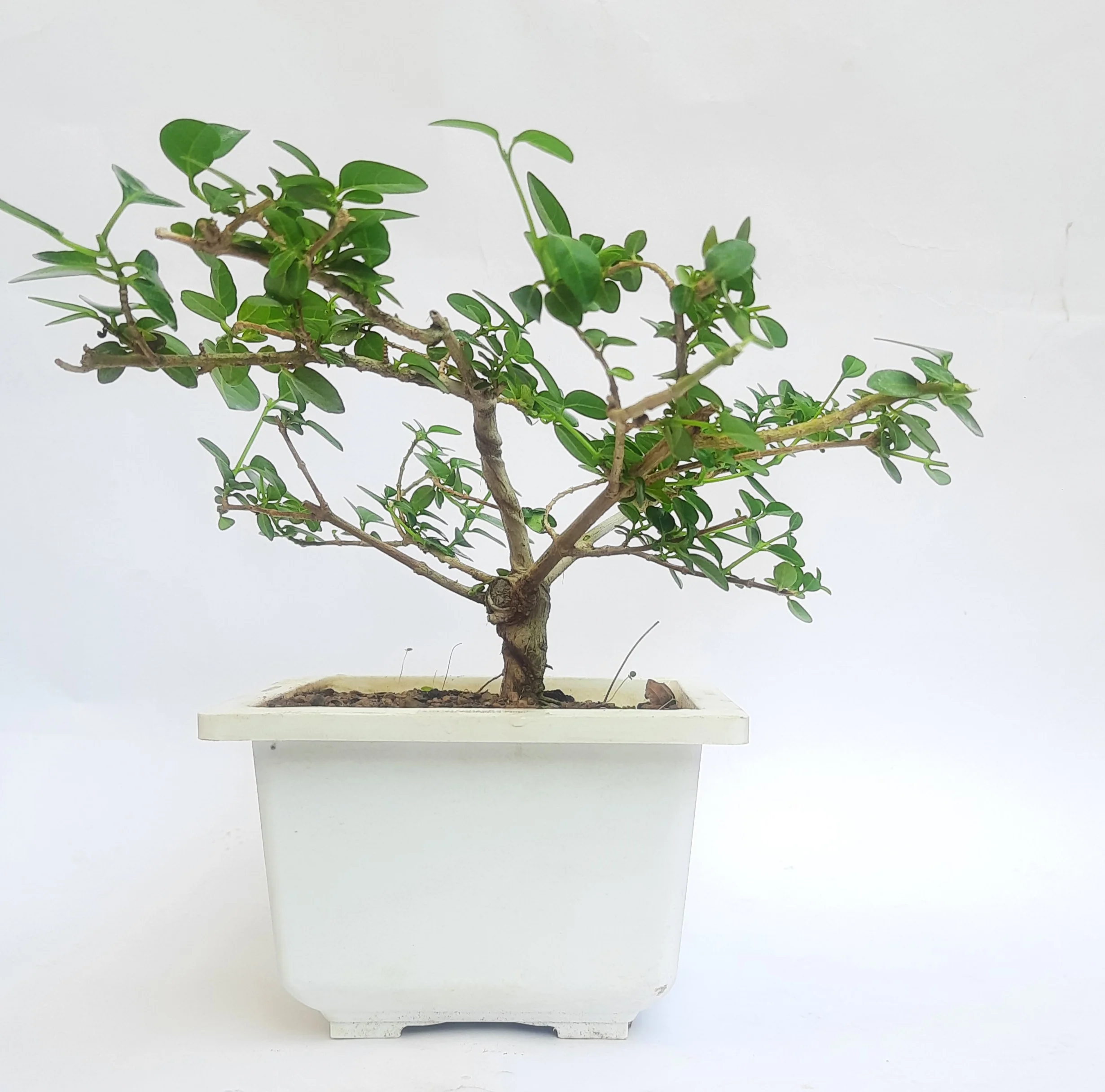 Green Paradise® Premna bonsai suitable Semi Trained Sapling plant - Image 2