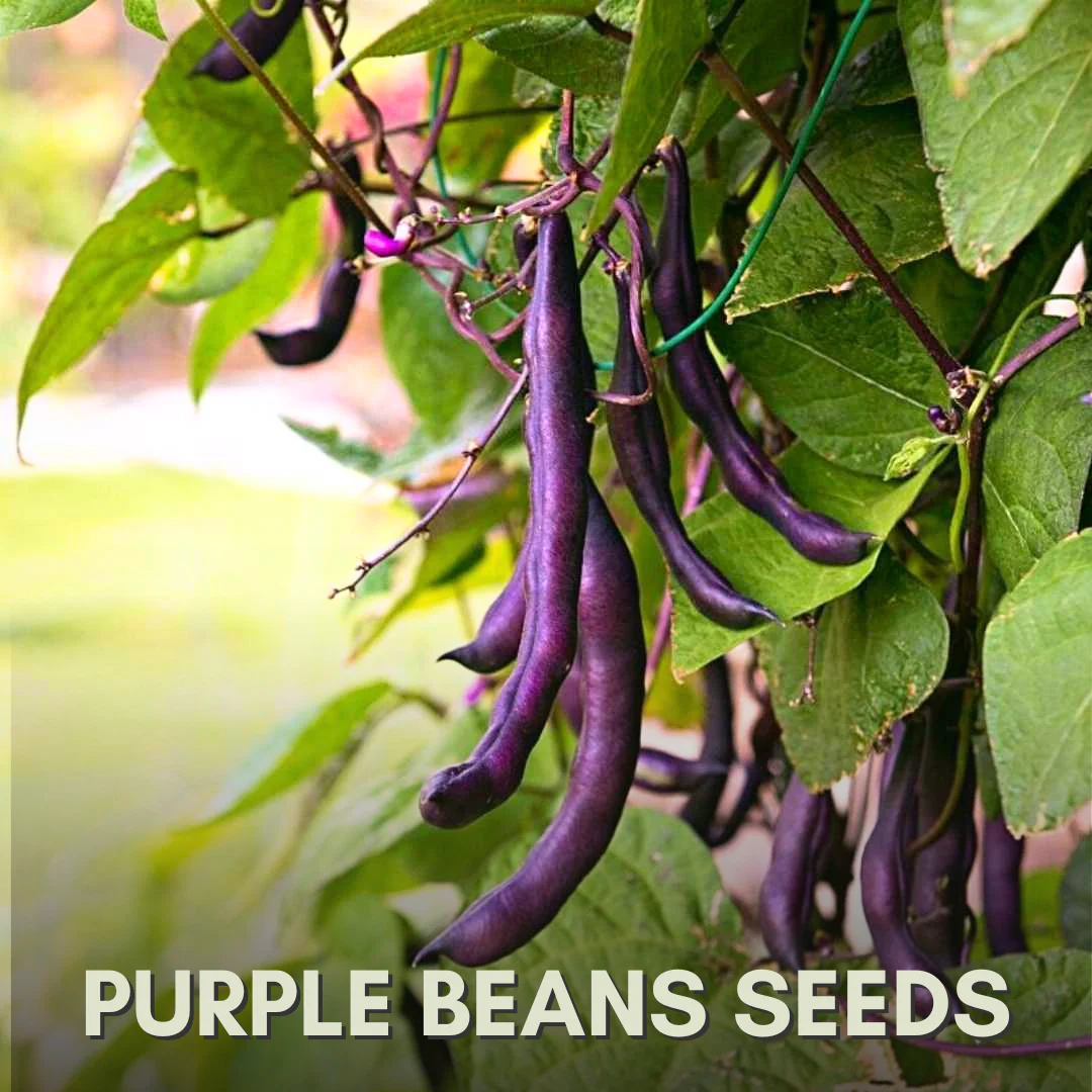 Green Paradise® Purple Beans Seeds Pack - Image 3