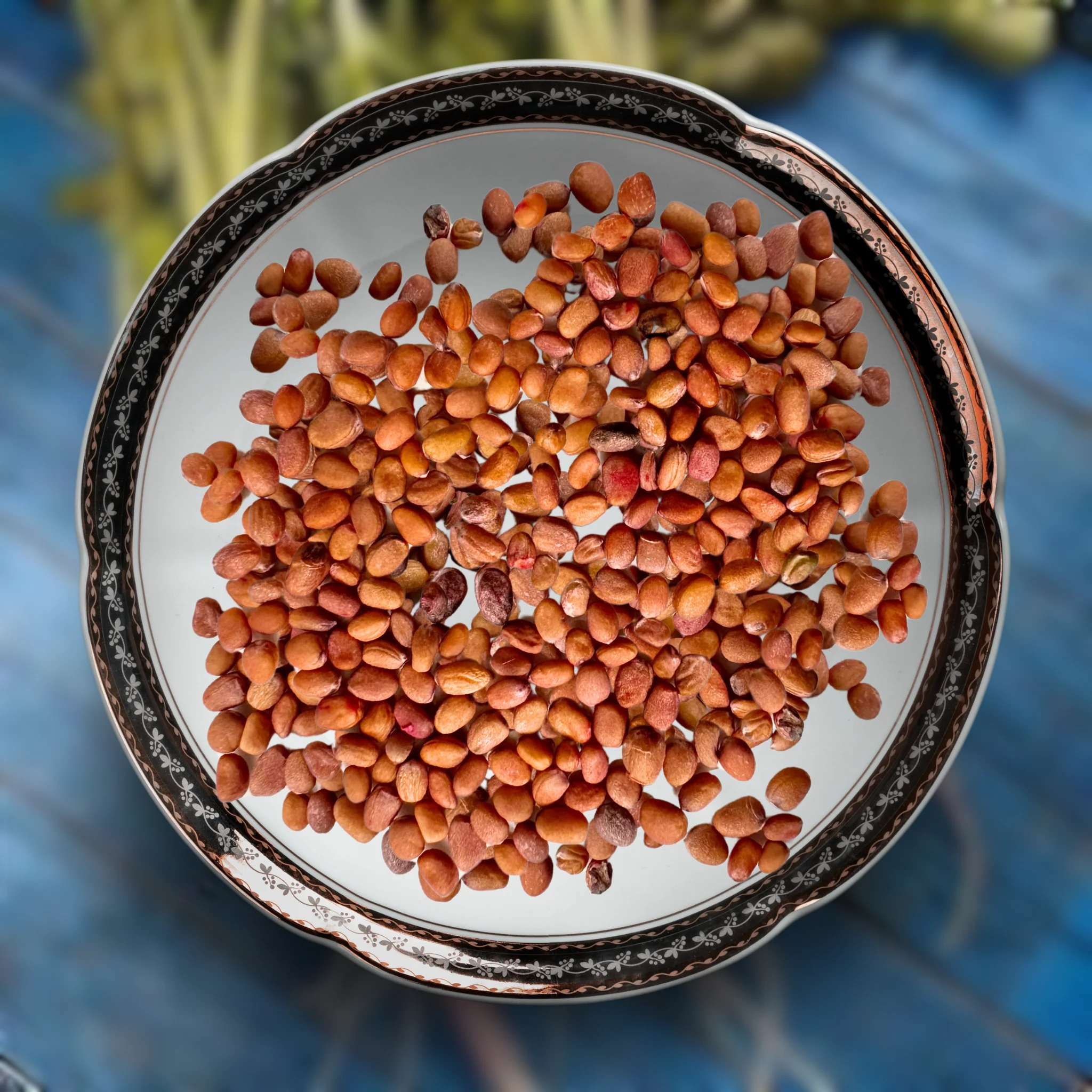 Green Paradise® Exotic Red Radish Seeds Pack - Image 2