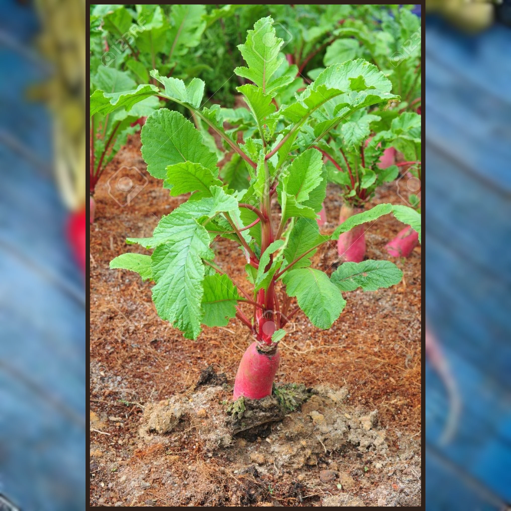 Green Paradise® Exotic Red Radish Seeds Pack - Image 3