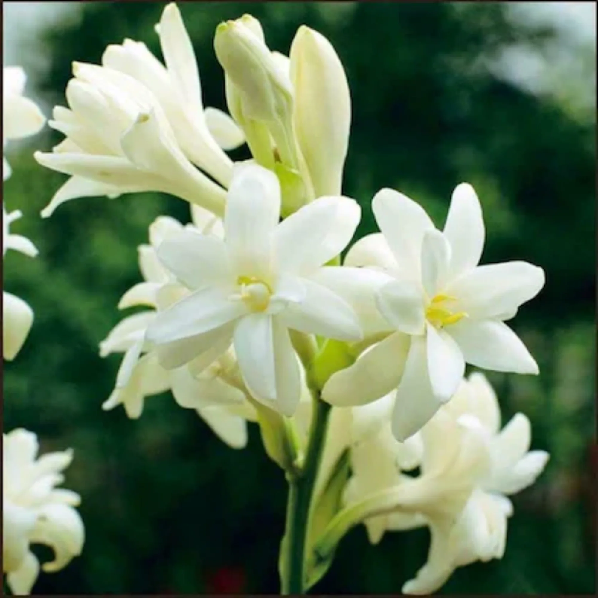 Green Paradise® Rajnighandha Multipetals Polianthes Tuberosa Live Plant - Image 4