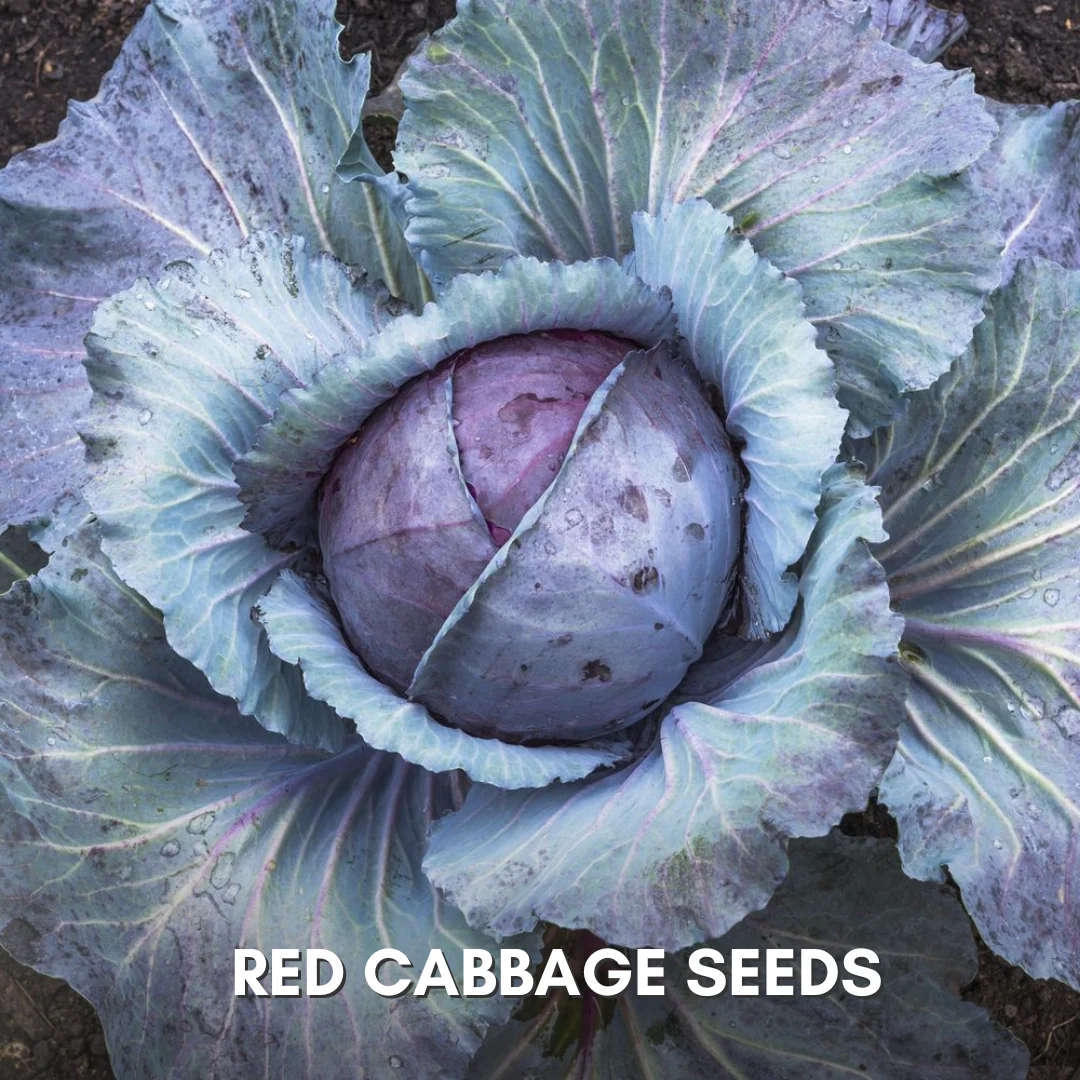 Green Paradise® Red Cabbage F1 Hybrid Seeds Pack - Image 3