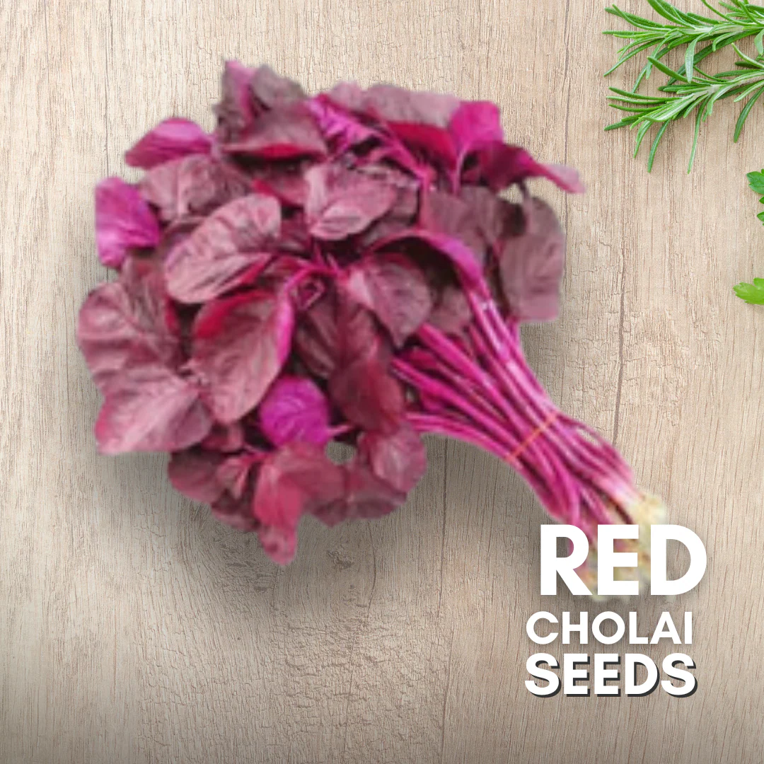 Green Paradise® Red Cholai F1 Hybrid Seeds Pack - Image 3