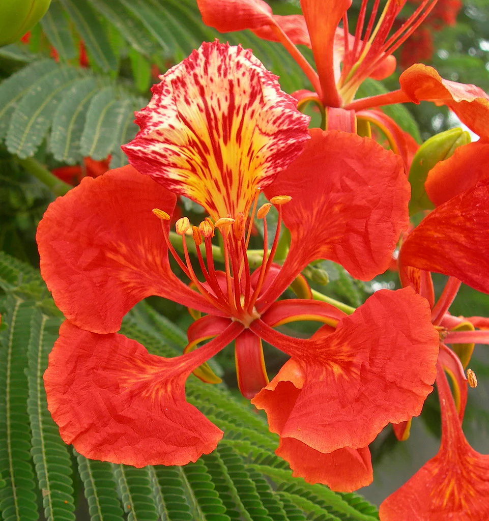 GREEN PARADISE® Red Gulmohar tree F1 Quality seeds Pack Delonix regia Red flame tree Ornamental flowering tree seeds with free germination media (pack of 20 seeds) - Image 3