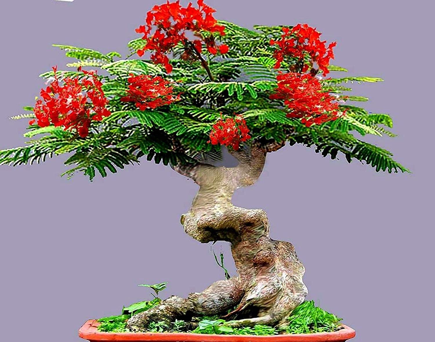 GREEN PARADISE® Red Gulmohar tree F1 Quality seeds Pack Delonix regia Red flame tree Ornamental flowering tree seeds with free germination media (pack of 20 seeds) - Image 4